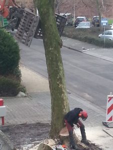 https://capelleaandenijssel.pvda.nl/nieuws/pvda-verheugd-doorgaan-bomenkap/